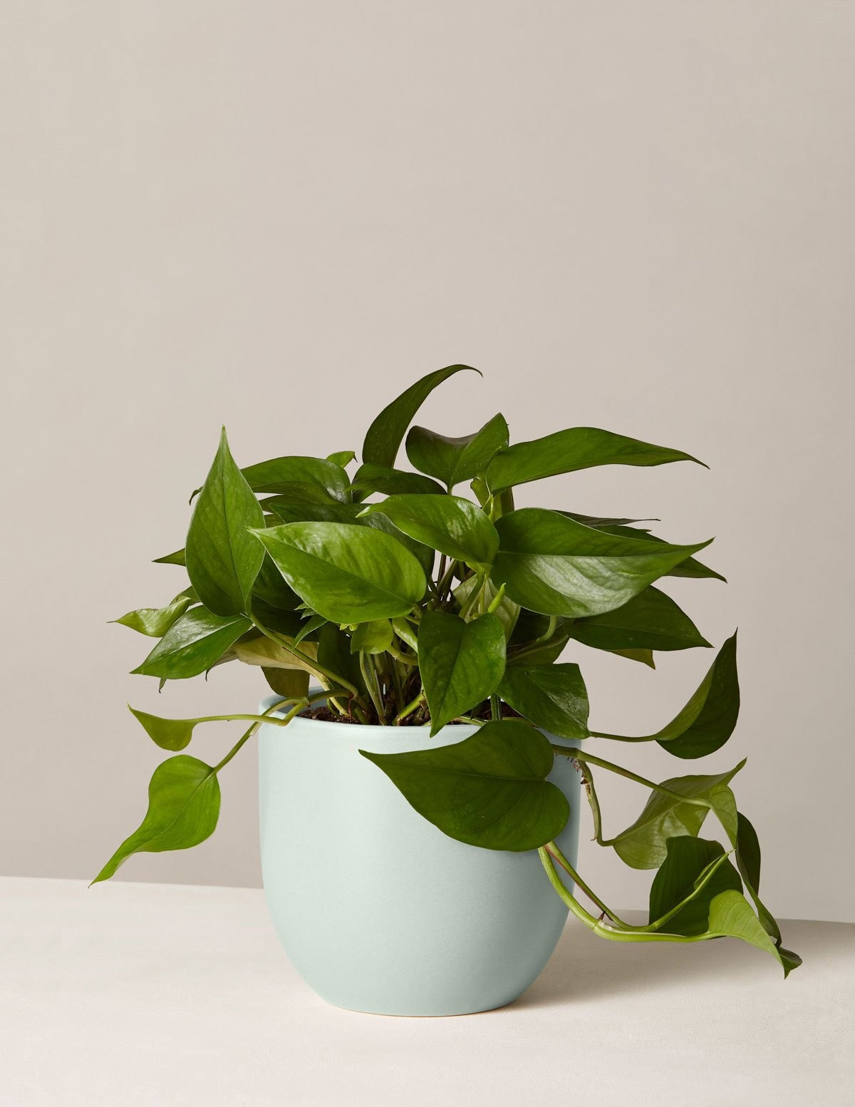 Pothos | The Sill
