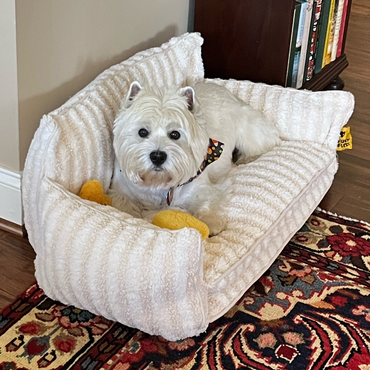 Wellie’s little dog sofa is still on sale - as low as $89 depending on the size. Unzips for washing. I also picked out a few other sofas your dog might love!
Buy a second item (a toy maybe?) and get 20% off using code CB20.

#LTKHoliday #LTKCyberWeek #LTKSeasonal