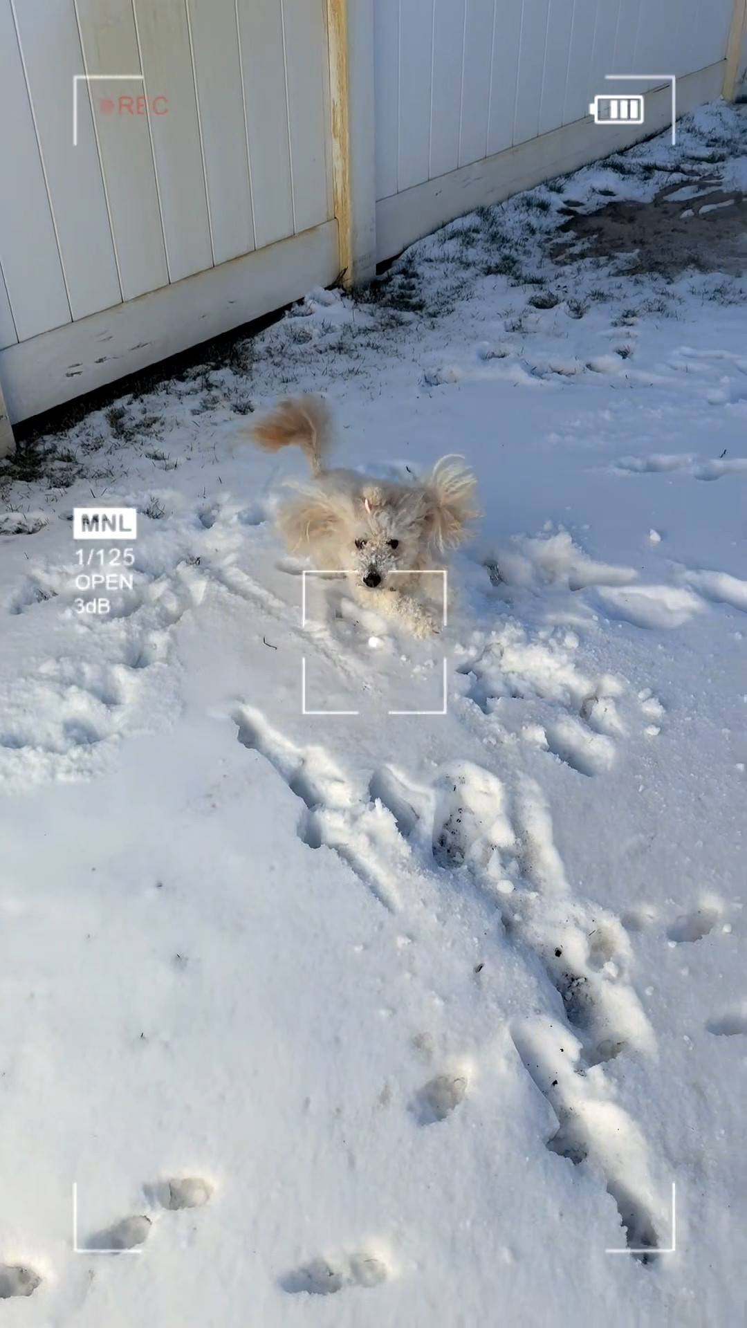 Kali says, “don’t threaten her with a snow day.” Look at her go! #poodlelover #snowdog #playtimefun #littlepaws 

#LTKHome #LTKdayinmylife
