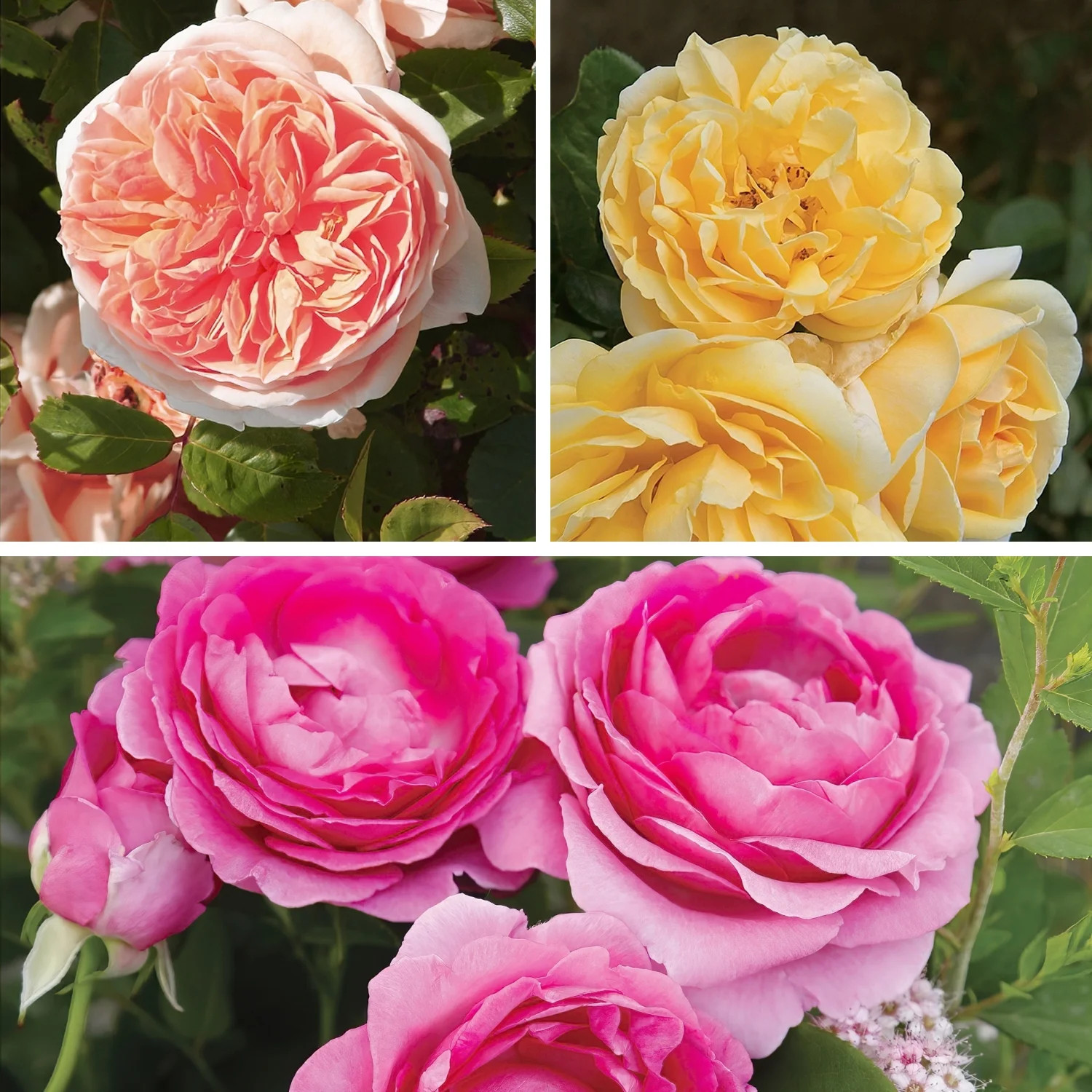Bare Root Scentables Bouquet Roses (3-Pack) | Walmart (US)