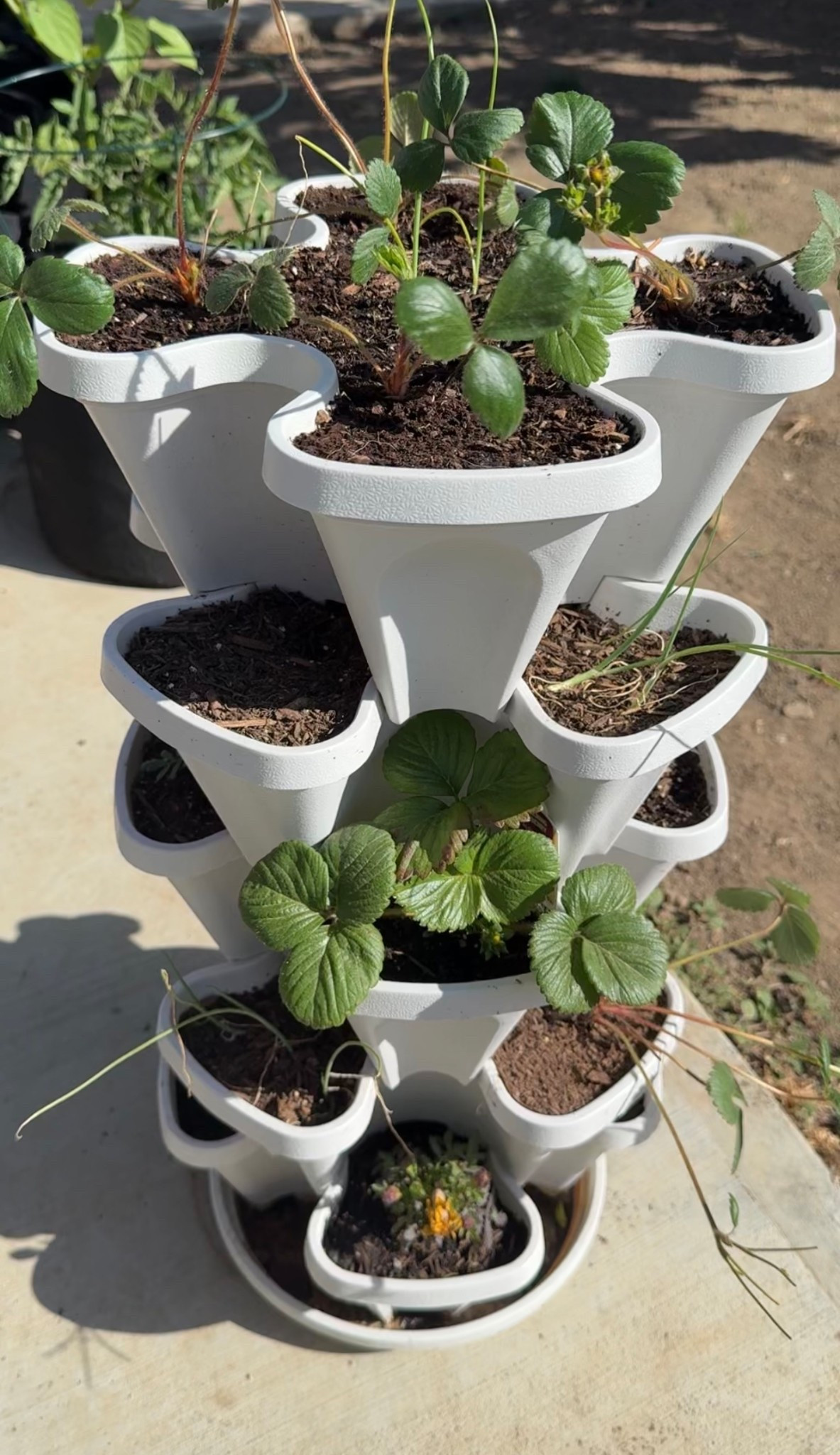 If you have a small space, vertical gardening is the way to go. Loving this for my strawberries 🍓 #strawberrytower #gardening #backyardgarden #verticalgarden #smallspacegarden 

#LTKFindsUnder50 #LTKHome