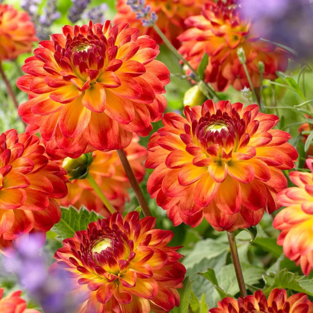 Icoon Decorative Dahlia Tricolor Golden Yellow Orange and - Etsy | Etsy (US)