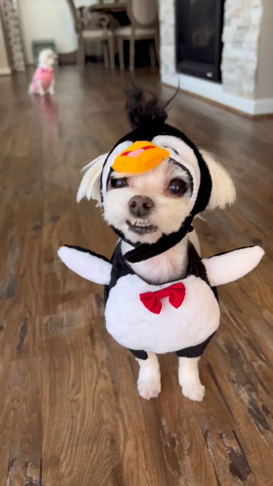 Halloween Penguin Dog costume
From chewy in size XS. Pink frisco sweater in size small. 

#LTKunder50 #LTKSeasonal #LTKHalloween