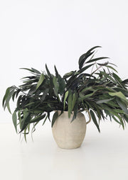 Preserved Weeping Willow Eucalyptus | Afloral (US)