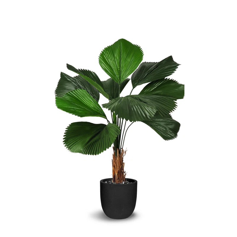 Licuala Grandis Floor Palm Plant in Pot | Wayfair North America