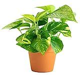 LIVETRENDS/Urban Jungle Pothos Golden in 4-inch Premium Terra Cotta Pot, (Live Plant) | Amazon (US)