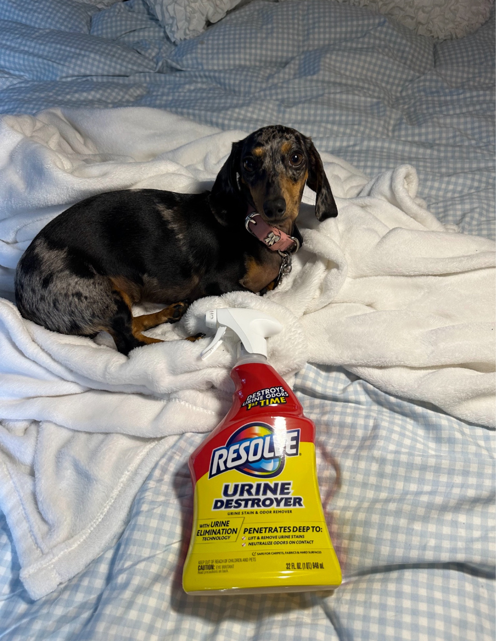 The best pet cleaner! 