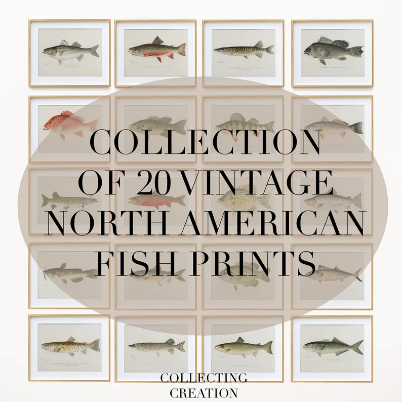 Vintage North American Fish Print Collection, Digital Download Bundle, Hand Drawn Fish Prints - E... | Etsy (US)