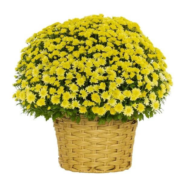 Better Homes & Gardens 12" Yellow Garden Mum Live Plant Pot Full Sun - Walmart.com | Walmart (US)