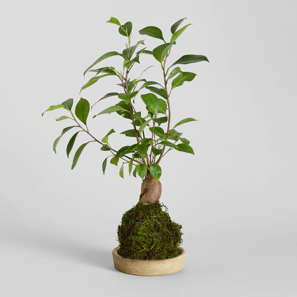 Ficus Bonsai Kokedama | Bloomist