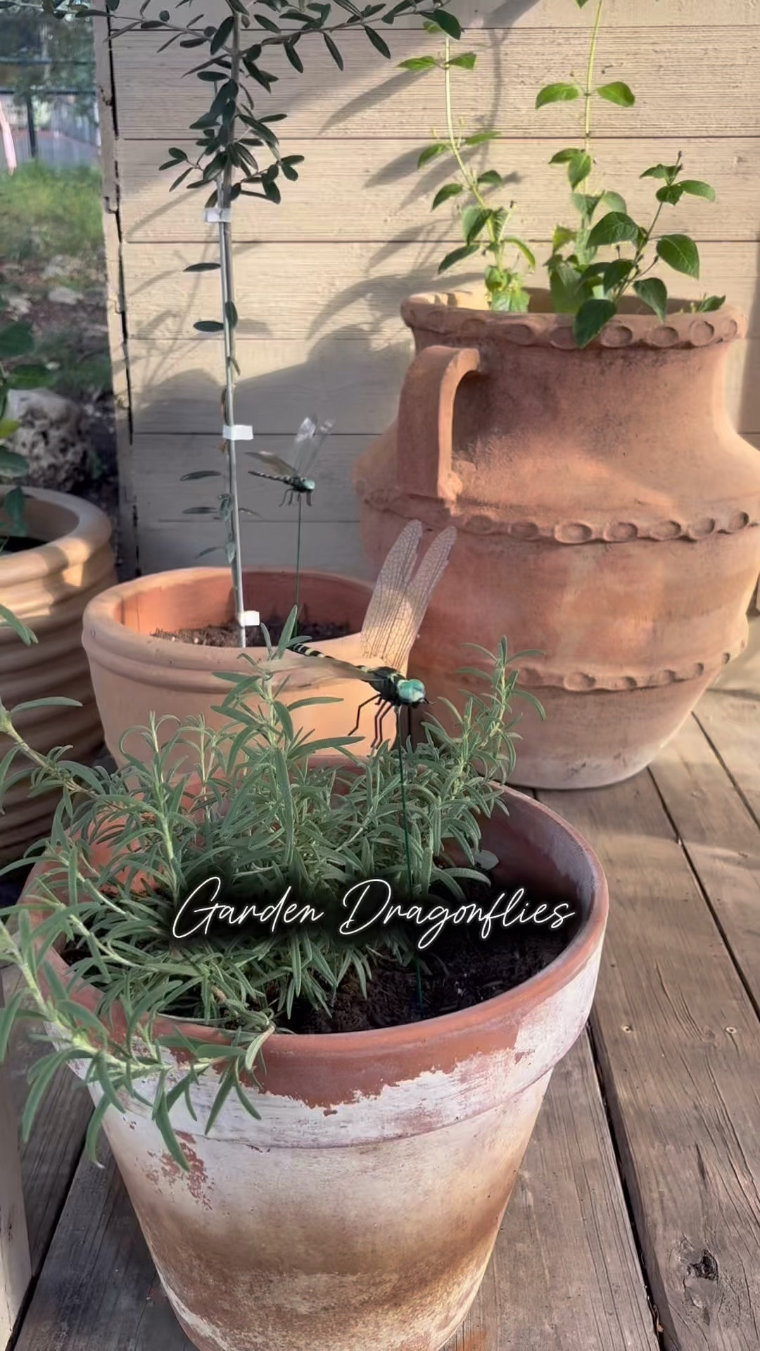 These charming dragonfly clips bring a delightful touch of whimsy to any outdoor space. 
Place them near plants, patios, and outdoor seating areas as a natural visual deterrent for insects!
Create a lively garden atmosphere while helping attract bees and butterflies for pollination.

#LTKSeasonal #LTKHome #LTKActive