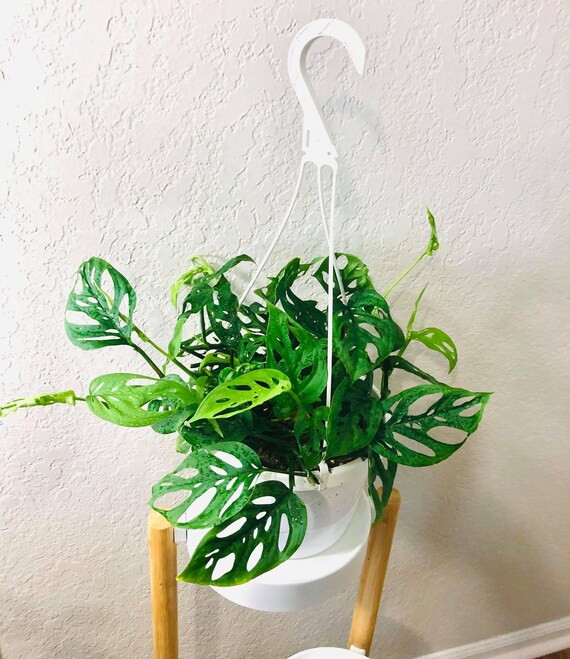HUGE SALE!!! Monstera Adansonii Swiss Cheese Live Plant, Indoor Vine Houseplant, Live Potted Plan... | Etsy (US)