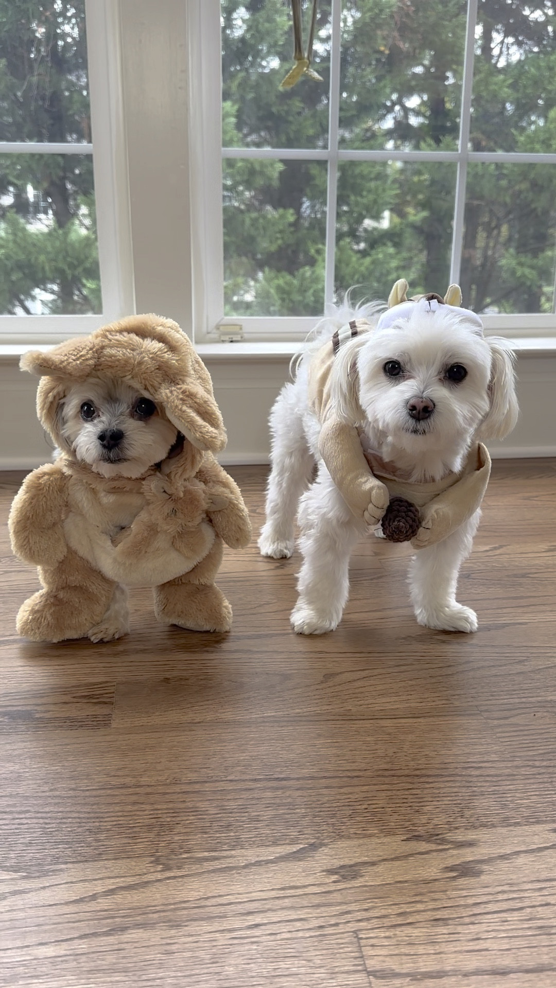 Kangaroo 🦘 & Chipmunk 🐿️ 

#LTKSeasonal #LTKHoliday #LTKHalloween