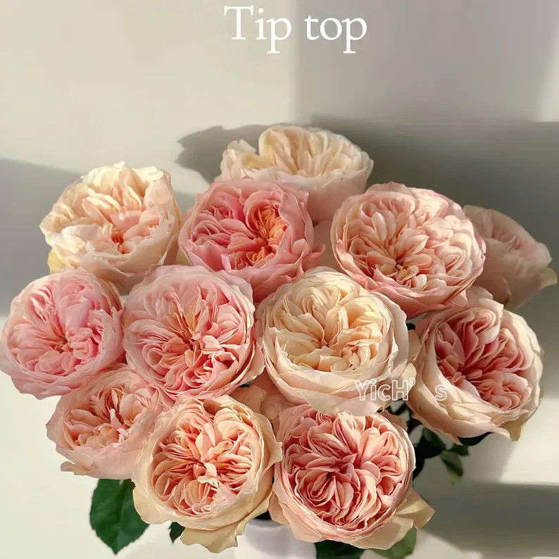 Tip Top. Perfect Cut Rose Plant. - Etsy | Etsy (US)