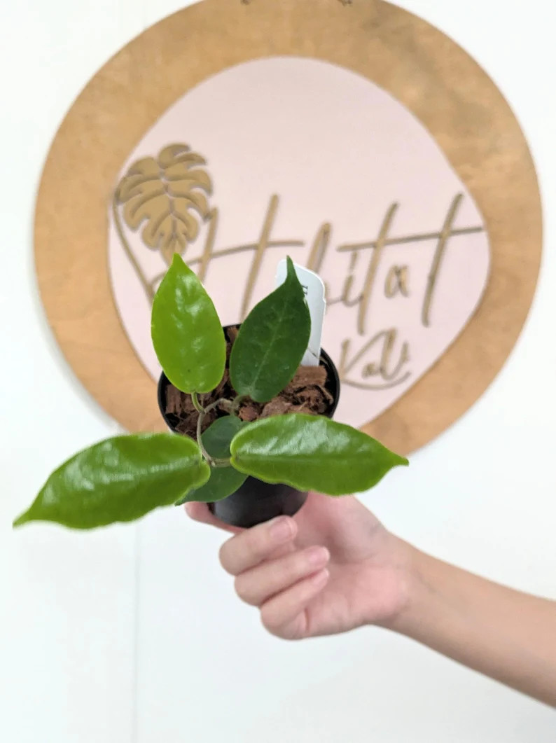 Hoya Inflata - Etsy | Etsy (US)