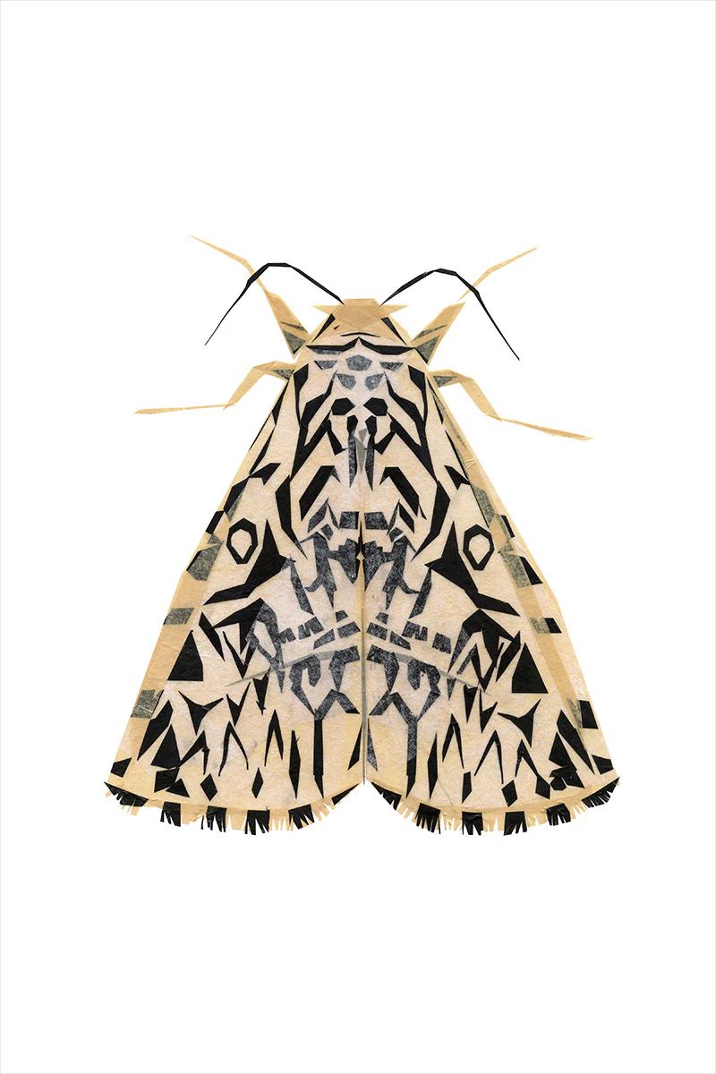 Moth II | Juniper Print Shop
