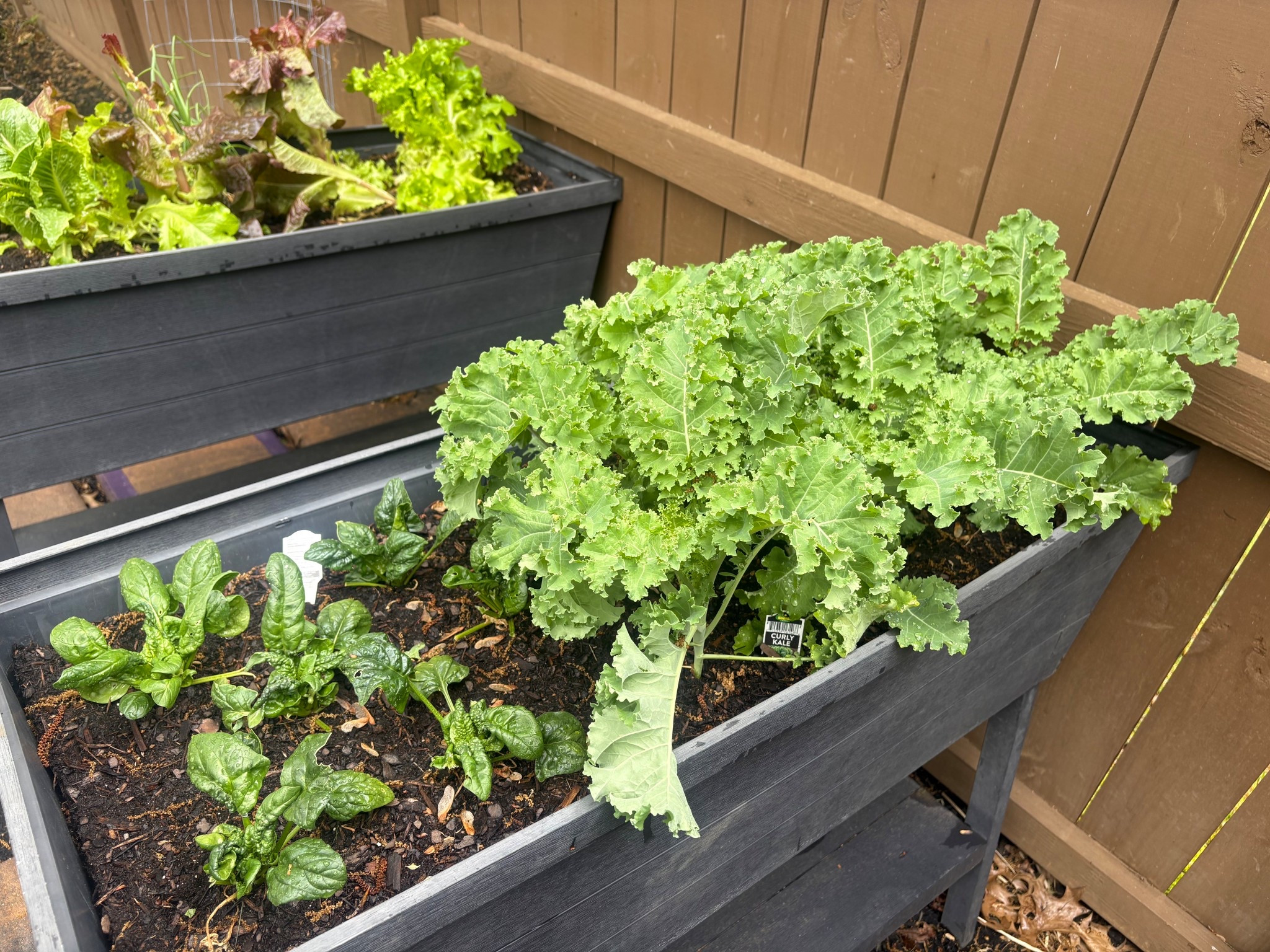 Love seeing progress in the garden and the late April showers are really boosting our growth 

#LTKHome