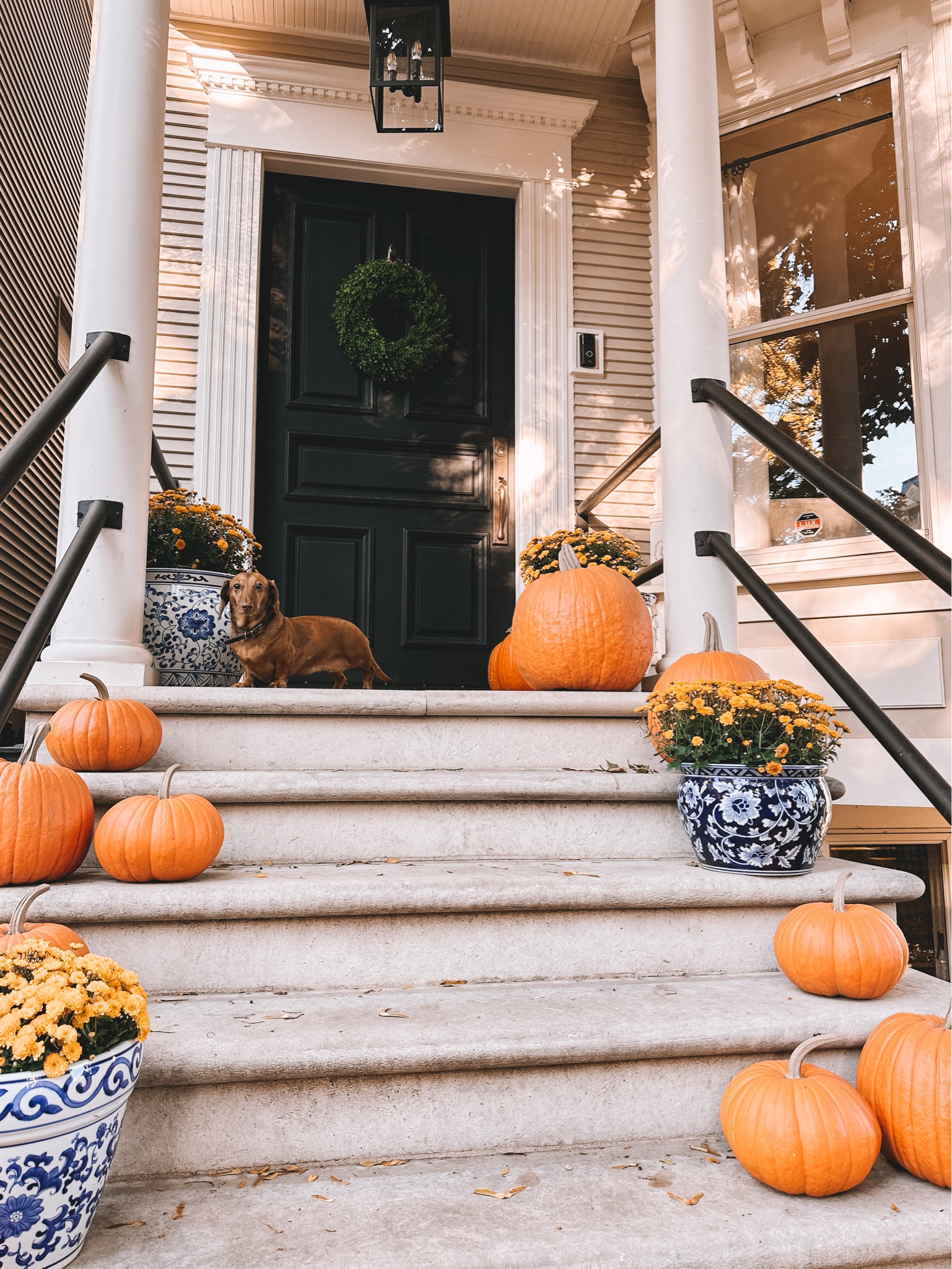 Artificial pumpkins, real mums. (Soon-to-be dead mums. 😉☠️) Enjoying them while they last 😆 and linking the best artificial mums in today’s blog post! Link in profile.