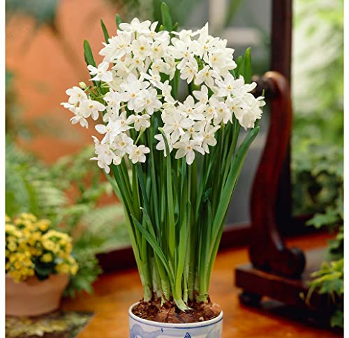 10 'Ziva' Paperwhites Flower Bulbs 14/15cm Bulbs | Amazon (US)