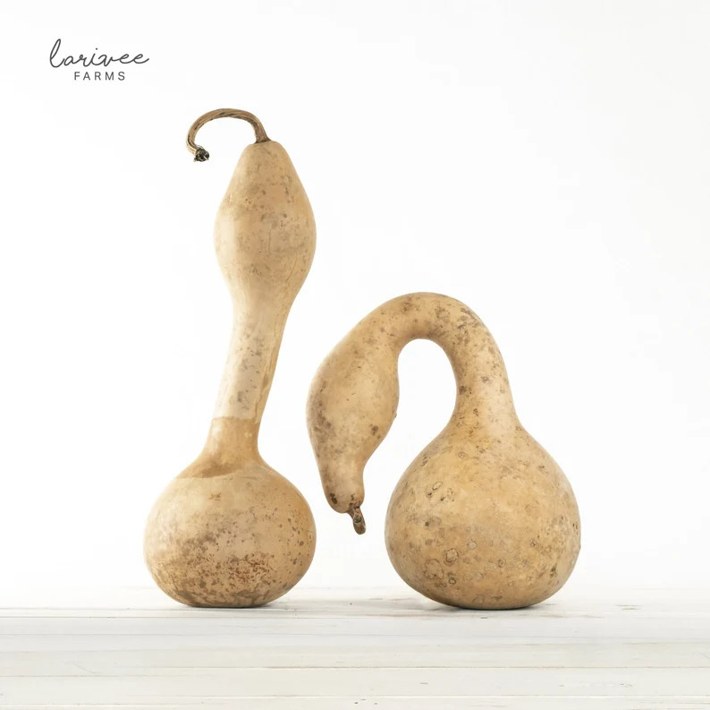 Medium Swan Gourd Duo | Etsy (Global)