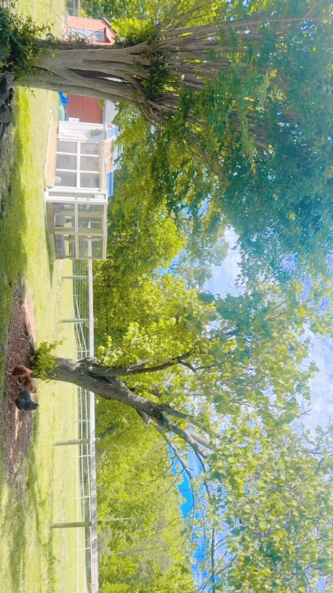 working on a new blog post to share with y’all tomorrow with this view in the backyard 🫶🏽 - thank you, Lord!! 🐓🐞🐴🌳🌾🌼🫏🐶