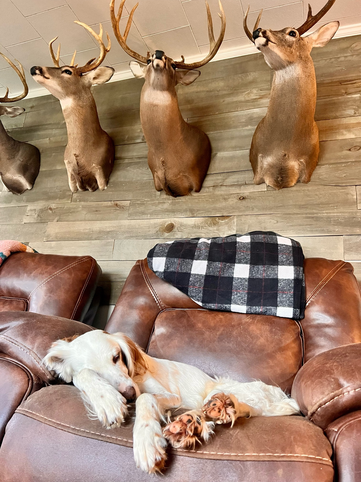 Updating Kirbys Deer wall with some new shiplap! He doesn’t know I’ll be adding a pretty light to this room too..🦌 #LTKhome #homedecor 