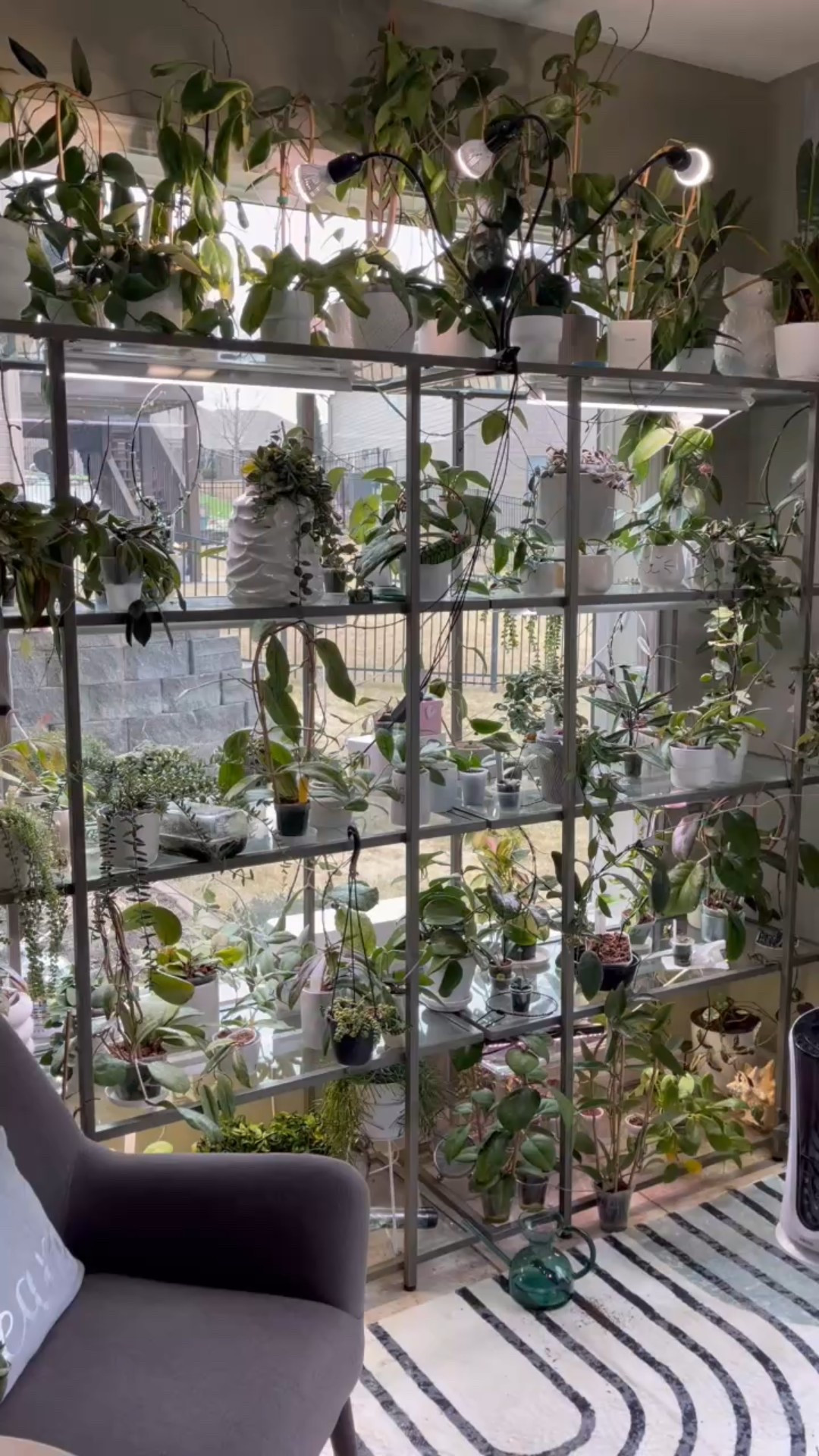 My plant room is full of Hoya sun & smells! 

#ilovehoyas #hoyaappreciation #hoyacollection #plantsmakemehappy #ihavethisthingwithplants #easilydistractedbyplants #plantsmakepeoplehappy #planttips #plantshelf #plantshelfie #plantroom 

#LTKFindsUnder100 #LTKHome #LTKFindsUnder50