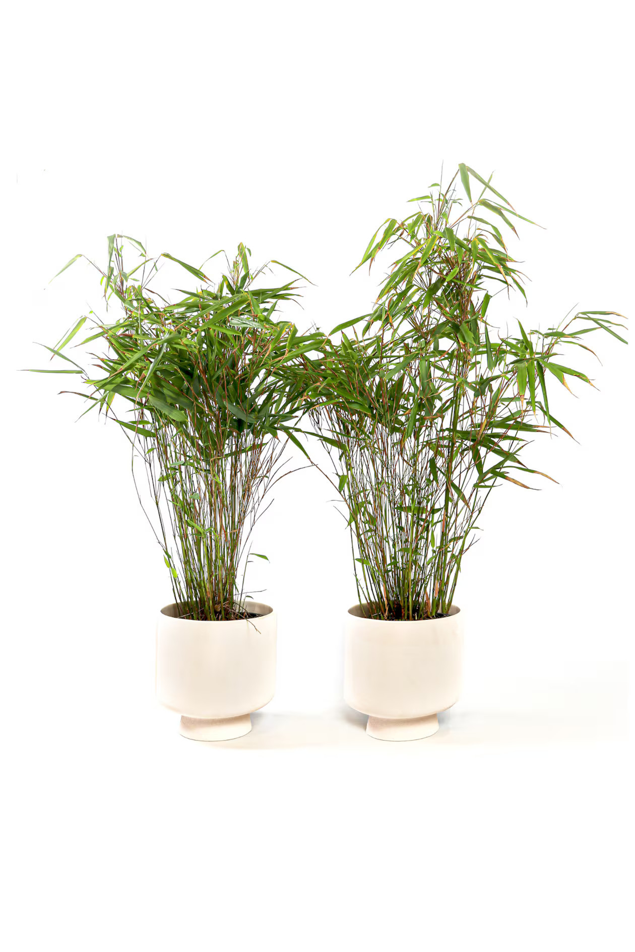 Fargesia Gansu - 2er Set - H 50cm - Home All | H&M AT | H&M (DE, AT, CH, NL, FI)