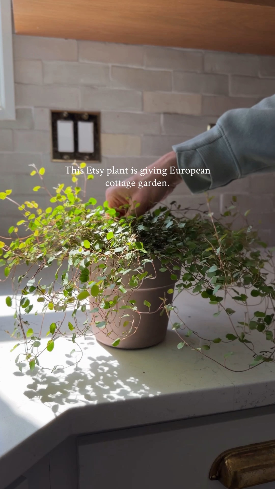 The Etsy plant giving European cottage garden vibes. Perfect for adding a soft, cozy touch to shelves, kitchens, and little corners around the house.

#LTKHome