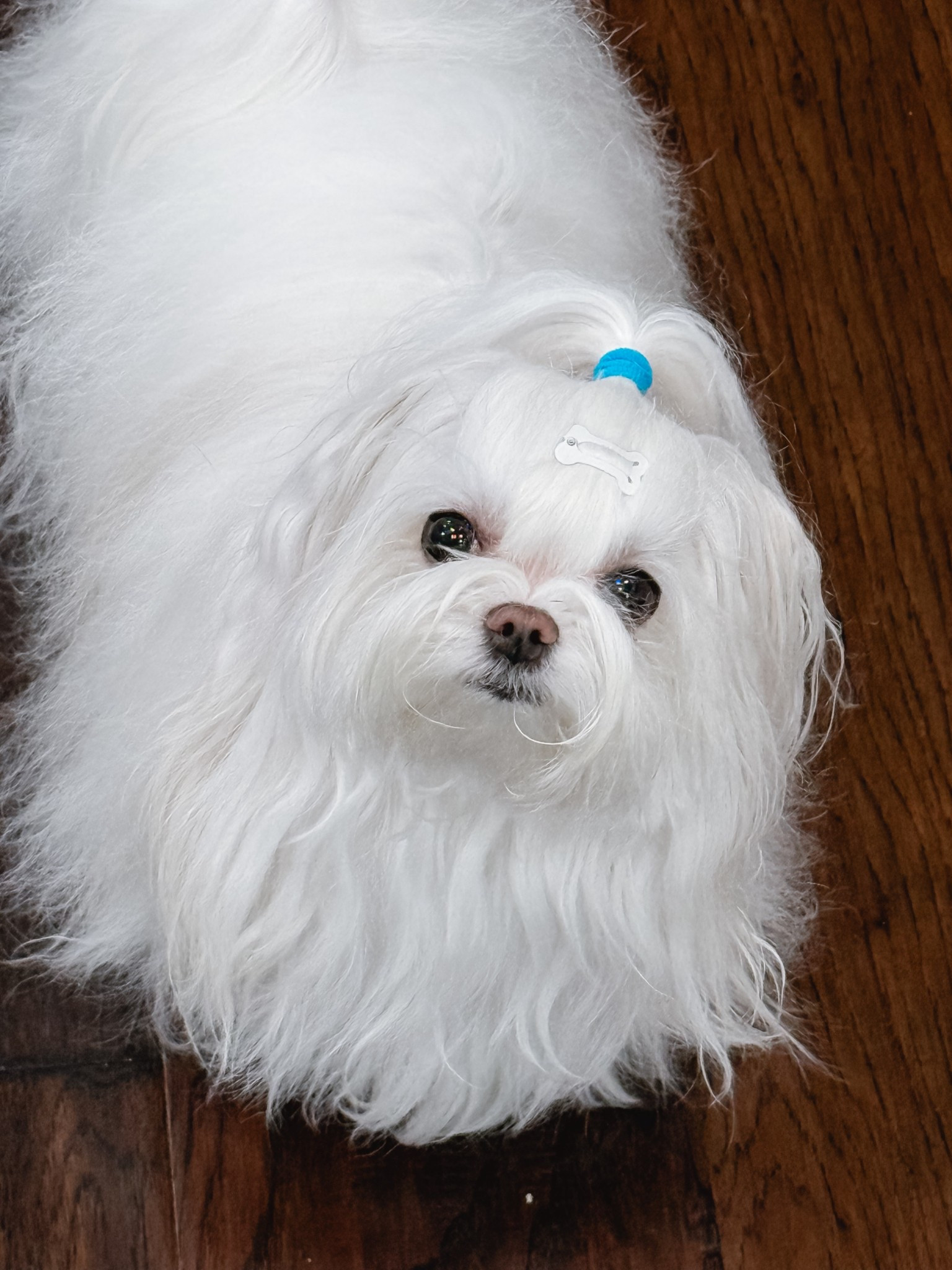 Currently loving these little soft hair bands for the pups. 

#LTKPets