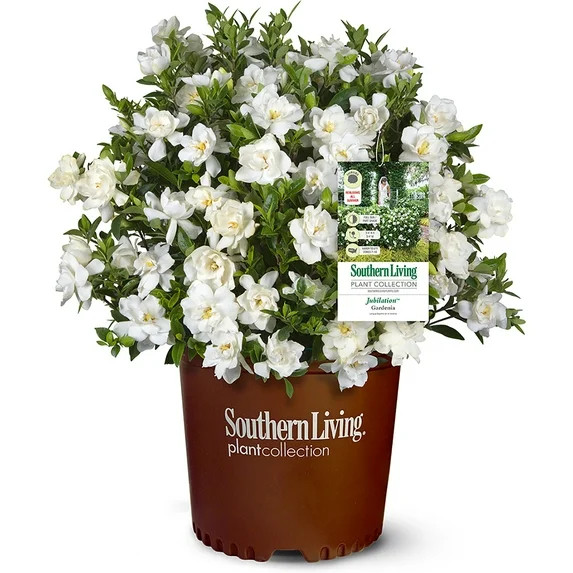 Southern Living Jubilation Gardenia Live Shrub in 2-Gallon Grower Pot | Walmart (US)