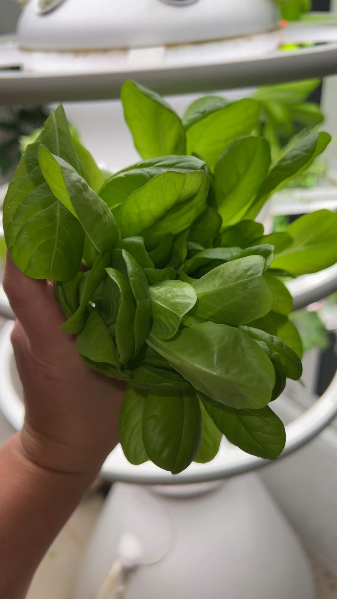 I found the strangest romaine lettuce while cleaning out my tall hydroponic tower… 😳 Instead of growing normally, all the stems are connected in a wavy pattern! Has anyone else seen this before?!

One of my favorite parts of using the Lettuce Grow system is discovering how plants can grow in unexpected ways 🌿

If you’re thinking about starting your own indoor garden or hydroponic setup, you can use my code GROWKKGROW for 15% off your tower 🙌 @Lettuce Grow 

#growyourownfood #healthyrecipes 

#LTKMothersDay #LTKfoodie #LTKHome