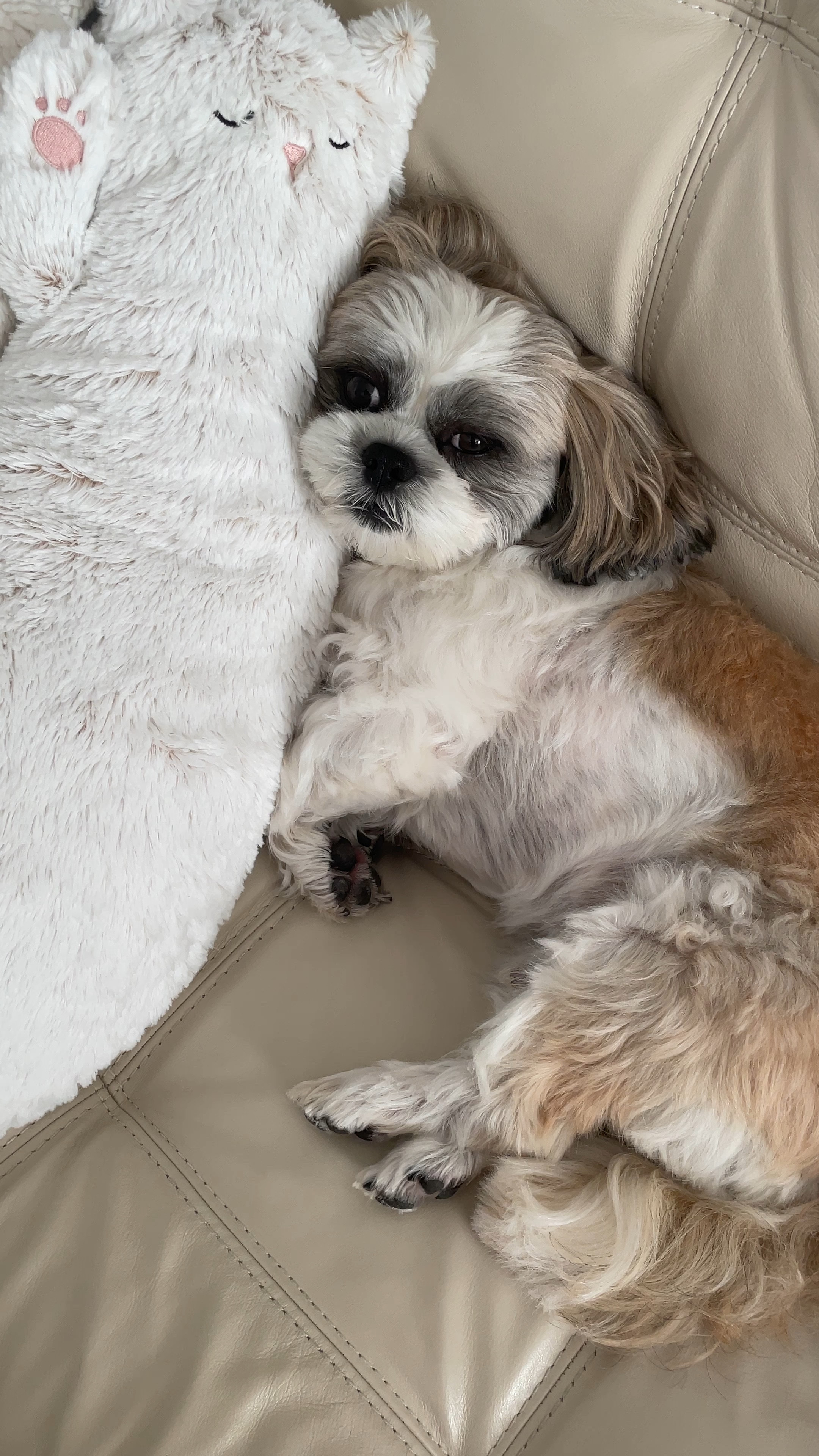 Someone loves his new cat pillow 

Shih tzu
Spoiled fur baby

#LTKkids #LTKbaby #LTKfamily