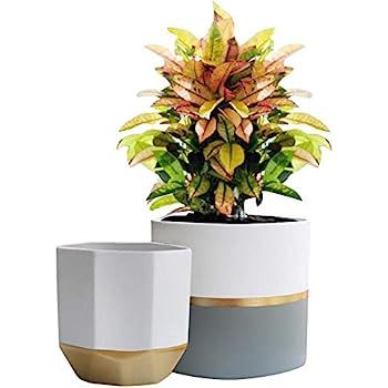 White Ceramic Flower Pot Garden Planters 6.5 Inch Pack 2 Indoor, Plant Containers with Gold and G... | Amazon (US)