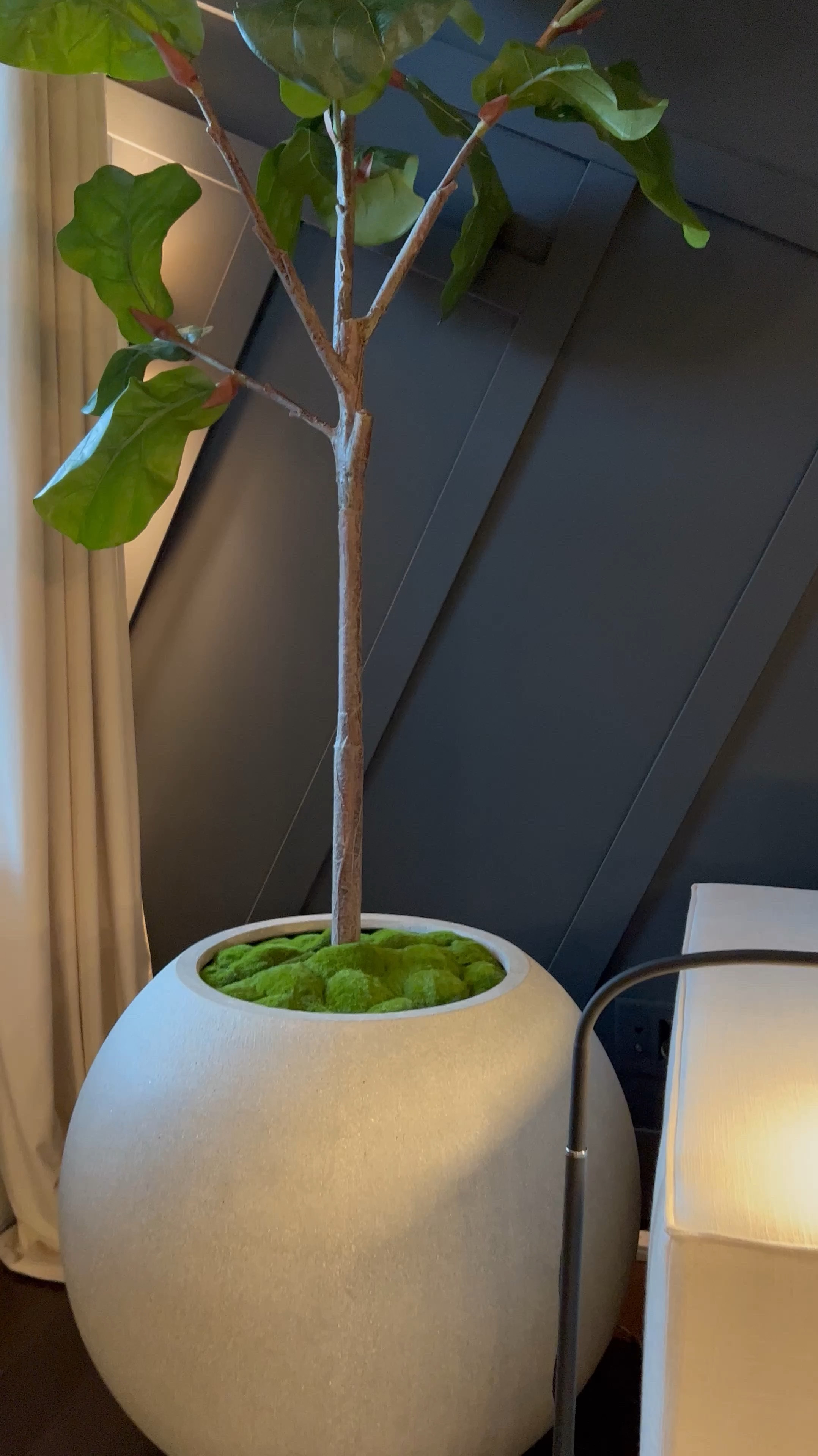 😃☺️ Shop my gorgeous tree and planter.

#LTKSale 

#LTKstyletip #LTKhome #LTKsalealert

#LTKStyleTip #LTKHome
