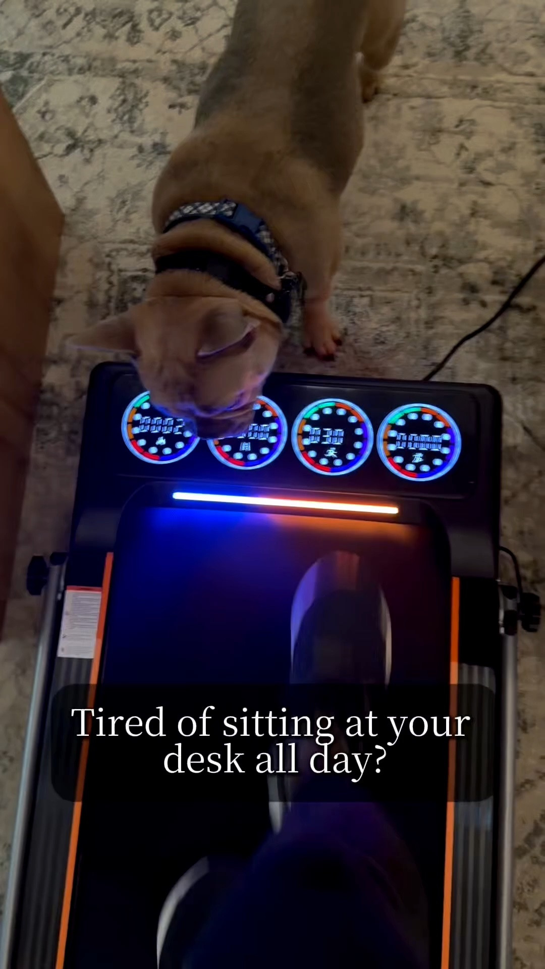Tired of sitting at your desk all day? Same. 🙋‍♀️

I spend a LOT of hours working at my desk, and adding a walking pad has honestly been one of the best changes I’ve made to my office setup.

I’m now walking 7–10 miles a day while I work, getting my steps in without having to carve out extra time, and my hips feel so much better after years of sitting for hours at a time.

Bonus: Murphy apparently thinks the walking pad also doubles as fetch time. 😂🐾

Linking the exact walking pad I use here!

#LTKhome #LTKfitness #LTKworkfromhome #LTKfinds #WalkingPad #DeskTreadmill #HomeOffice #WorkFromHome #WFH #GetYourStepsIn #FrenchBulldog #FrenchieMom