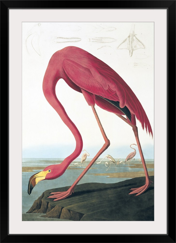 American Flamingo | Great Big Canvas - Dynamic