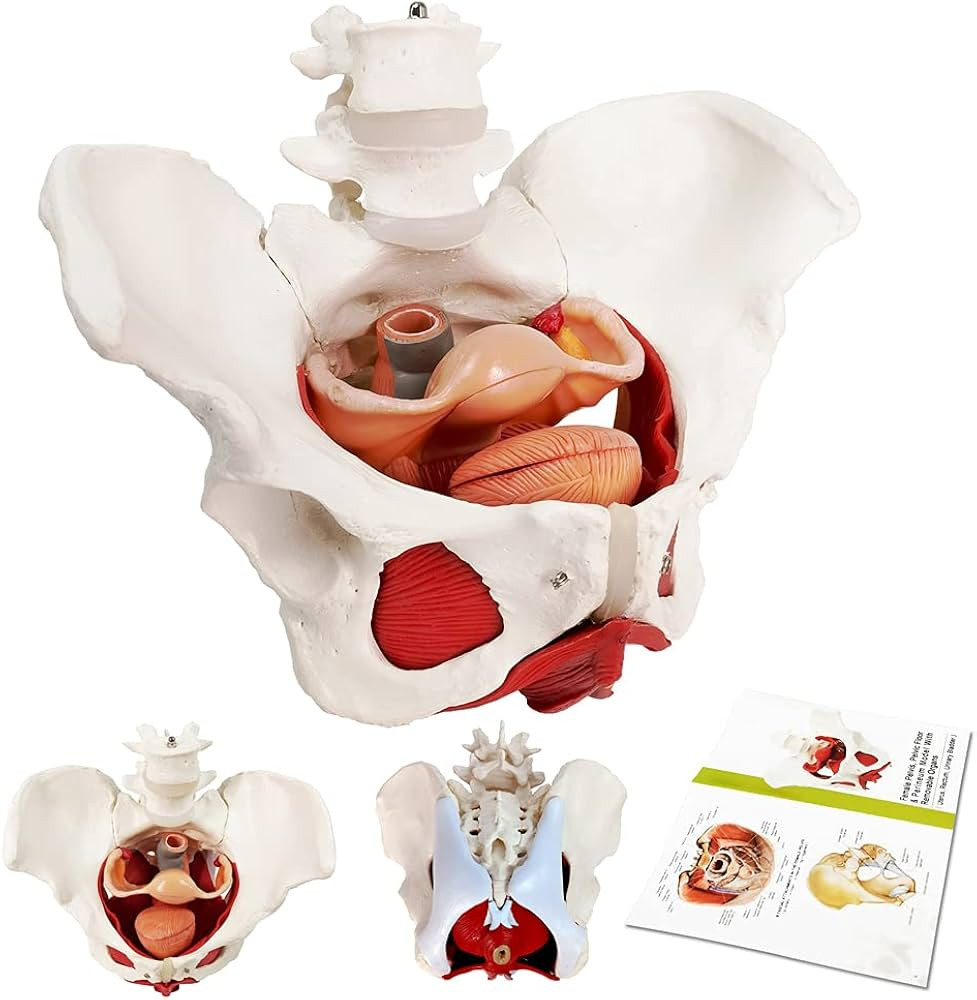 Female Pelvis and Perineum Model with Removable Organs, Magnetic Mounting, Female Pelvic Floor Mu... | Amazon (US)