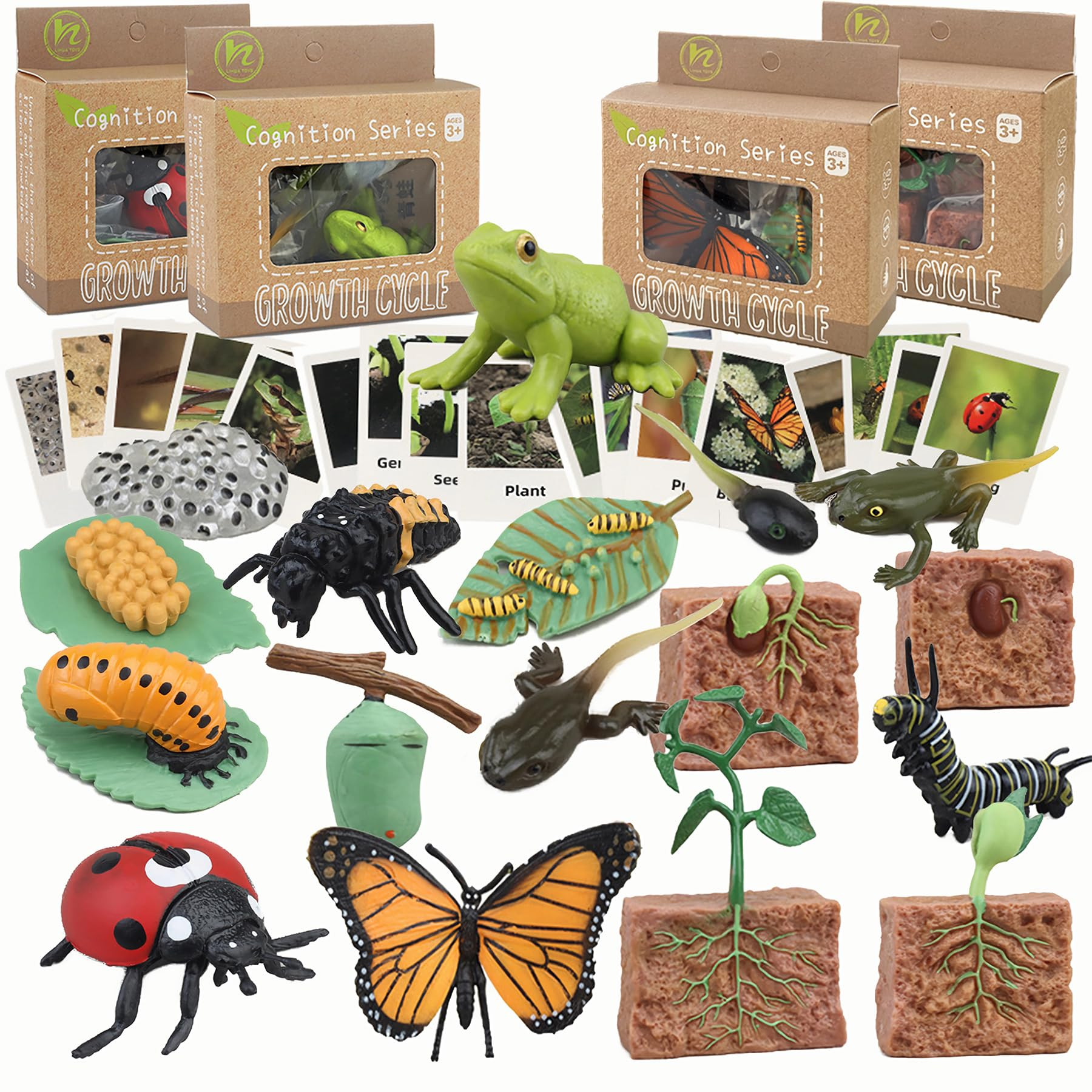 Mbrain Life Cycle Learning & Education Toys,Montessori Toys Figurines for Frog, Butterfly, Ladybu... | Amazon (US)