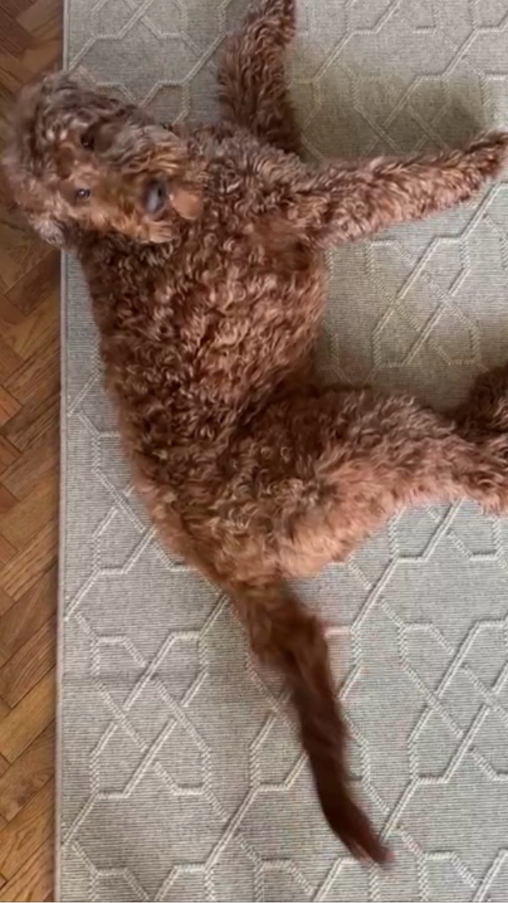 I chose the Salem wool rug for my living room because of its timeless design and durability. ￼