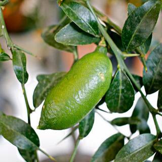 Finger lime tree product photo via LTK