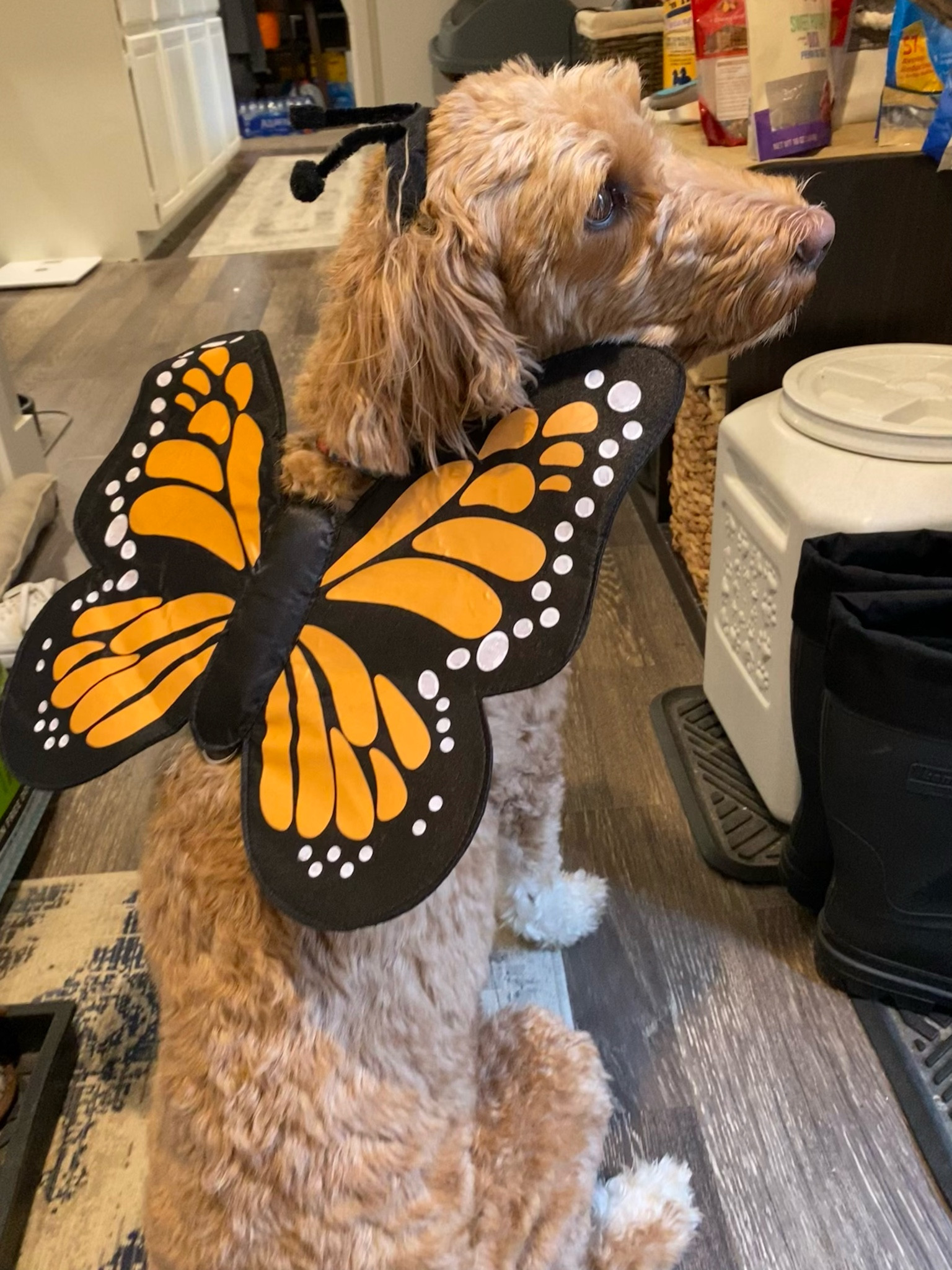 The perfect dog Halloween costume! 🦋🐶🎃

#LTKHoliday #LTKSeasonal #LTKHalloween