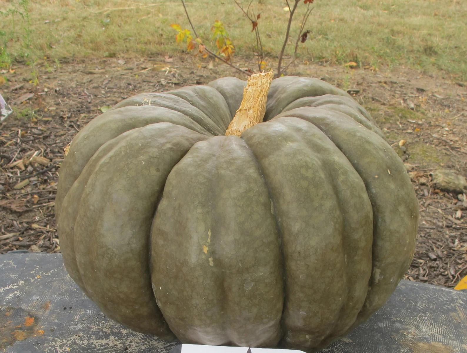 10 NON GMO Heirloom Queensland Blue Pumpkin Seeds - Etsy | Etsy (US)