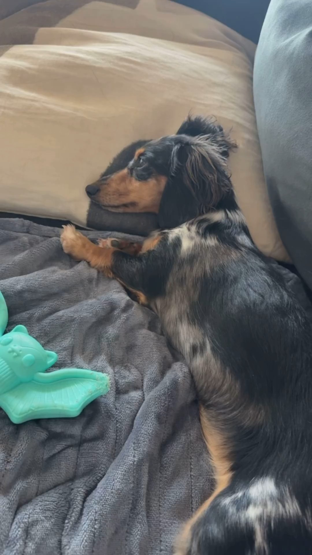 This electric throw blanket is a great buy and would make a great gift. Or you could get one for your pet like I did 😂



#LTKPets #LTKSaleAlert #LTKGiftGuide