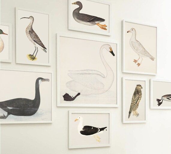 Birds Print Set of 9,  Large Wall Art, Living Room Decor, Gallery Wall, Ornithology Print, Vintag... | Etsy (US)