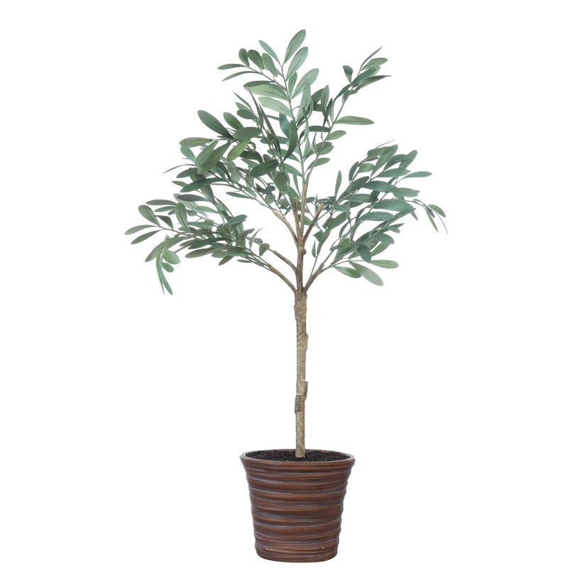 Olive Tree in Pot | Wayfair North America