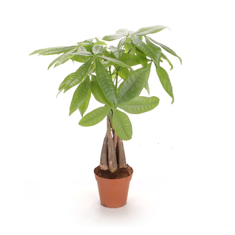 Costa Farms Live Indoor 16in. Tall Green Money Tree; Indirect Light Plant in 5in. Grower Pot | Walmart (US)