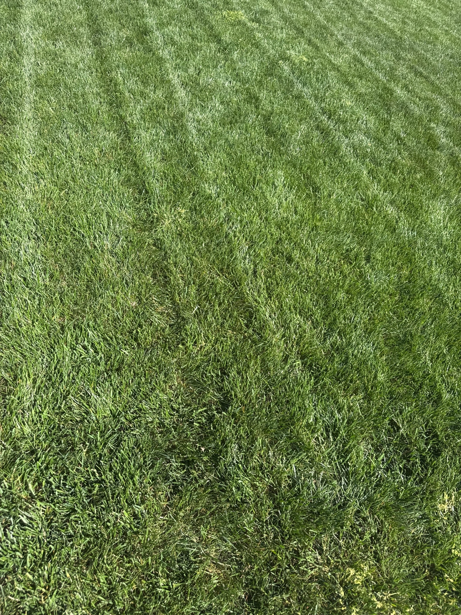 Beautiful grass thanks to this mix! 

#LTKdayinmylife #LTKHome #LTKselfcare