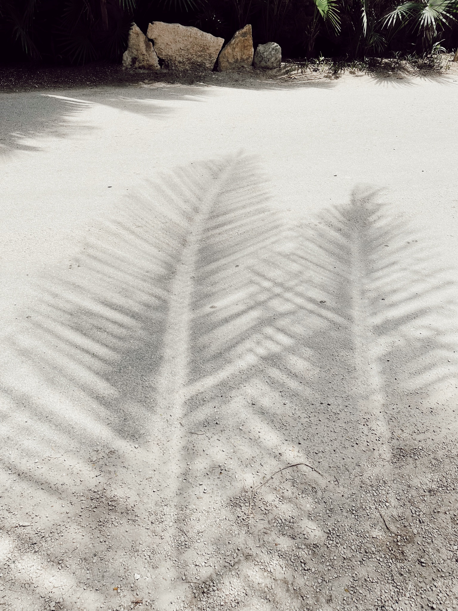 Travel outfits
Vacation sandals
Beach essentials
Mexico
Plants


#LTKshoecrush #LTKtravel #LTKwedding