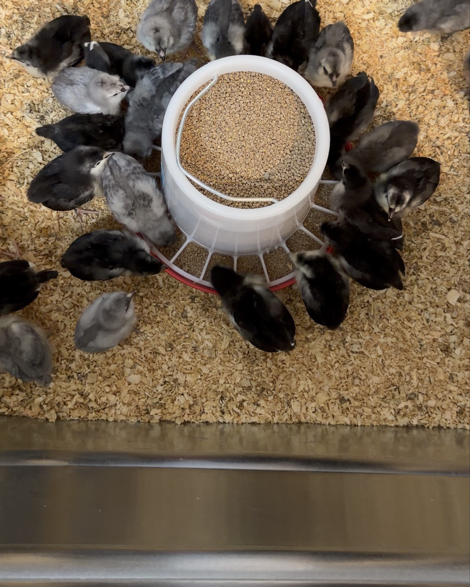Chick season is officially here at Bessie & Co. 🤍🐥

We just brought home 30 babies (Ameraucana + Australorp) and got them all set up with our go-to starter essentials — everything from feeders to heat lamps to bedding.

Linking everything we’re using to get them off to the best start 🥚✨

If you’re thinking about starting your own little flock this spring, this is exactly what we’re using!

#carnationnation #southernrootsmodernplates #livingthedash
#backyardchickens #chickstarterkit #farmstandlife #homesteadliving #ltkhome #ltkfarm

#LTKHome #LTKOver40 #LTKdayinmylife